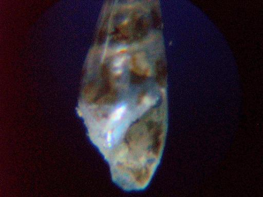 eulimidae